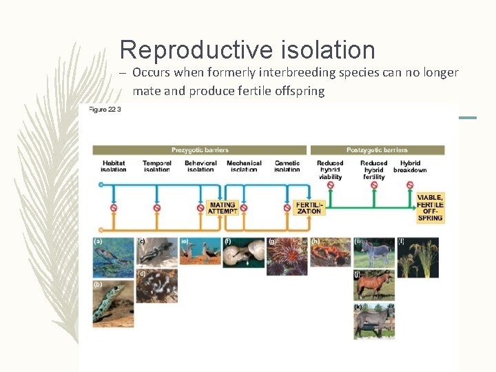 Reproductive isolation – Occurs when formerly interbreeding species can no longer mate and produce