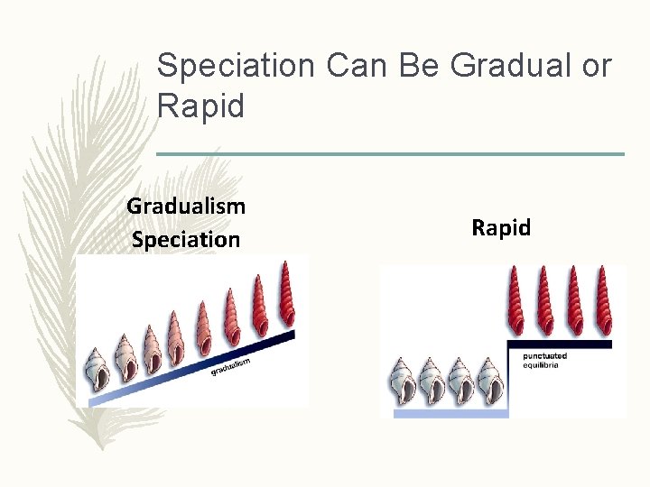 Speciation Can Be Gradual or Rapid Gradualism Speciation Rapid 