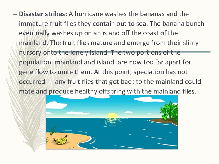 – Disaster strikes: A hurricane washes the bananas and the immature fruit flies they