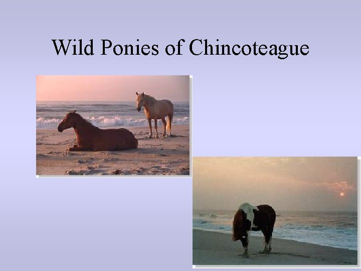 Wild Ponies of Chincoteague 