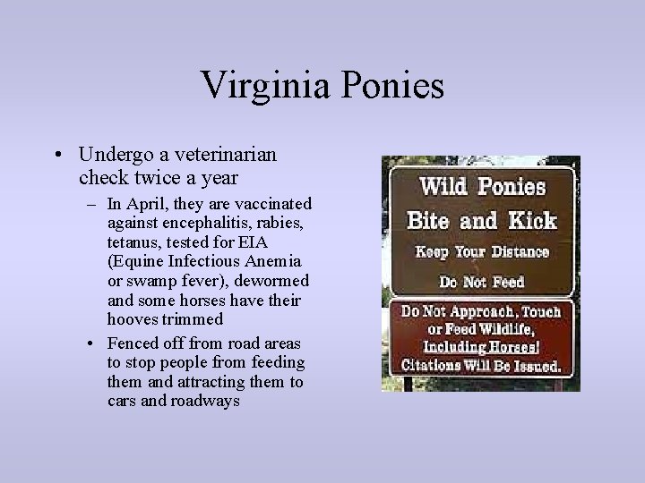 Virginia Ponies • Undergo a veterinarian check twice a year – In April, they