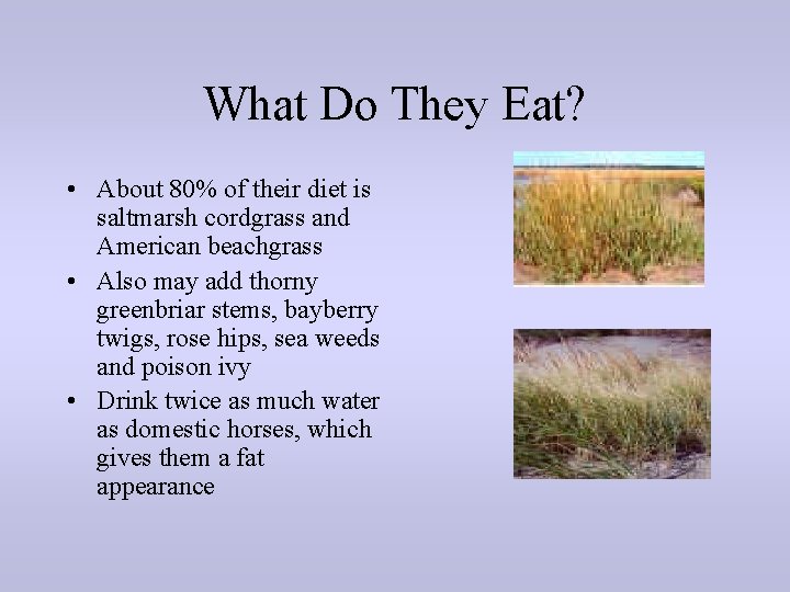 What Do They Eat? • About 80% of their diet is saltmarsh cordgrass and