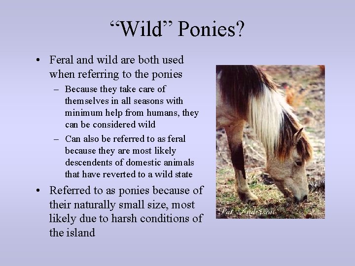 “Wild” Ponies? • Feral and wild are both used when referring to the ponies