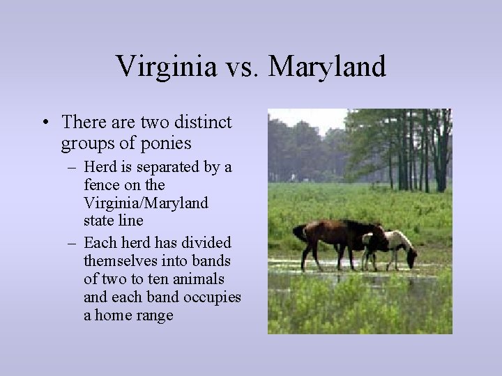 Virginia vs. Maryland • There are two distinct groups of ponies – Herd is