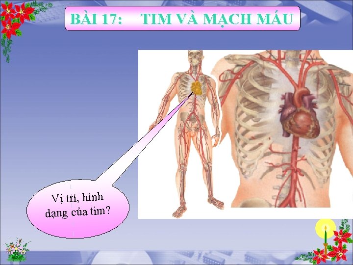 BÀI 17: Vị trí, hình dạng của tim? TIM VÀ MẠCH MÁU BÀI 17: Vị trí, hình dạng của tim? TIM VÀ MẠCH MÁU