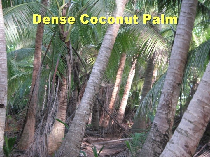 Dense Coconut Palm 