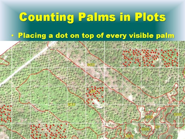 Counting Palms in Plots • Placing a dot on top of every visible palm