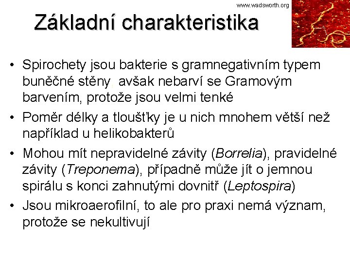 www. wadsworth. org Základní charakteristika • Spirochety jsou bakterie s gramnegativním typem buněčné stěny,