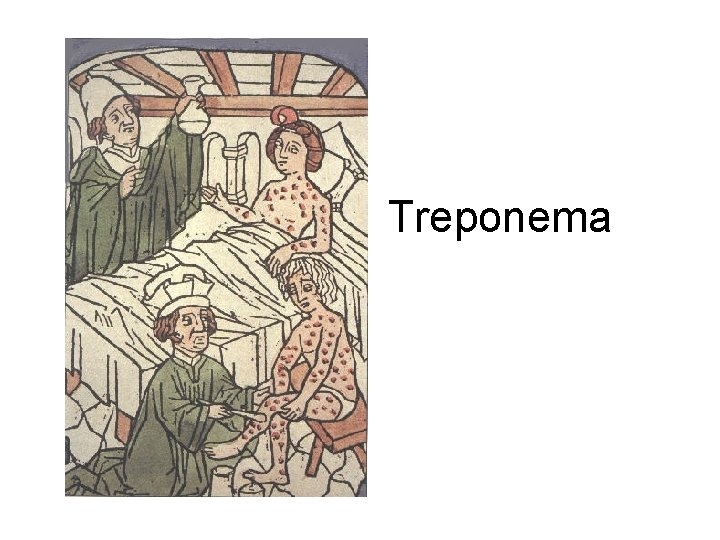 Treponema 