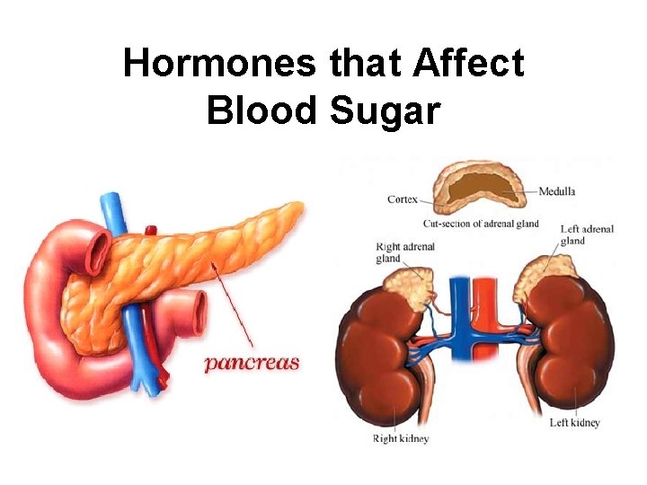 Hormones that Affect Blood Sugar 