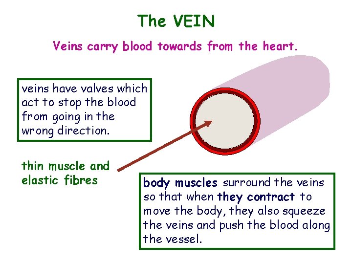 The VEIN Veins carry blood towards from the heart. veins have valves which act