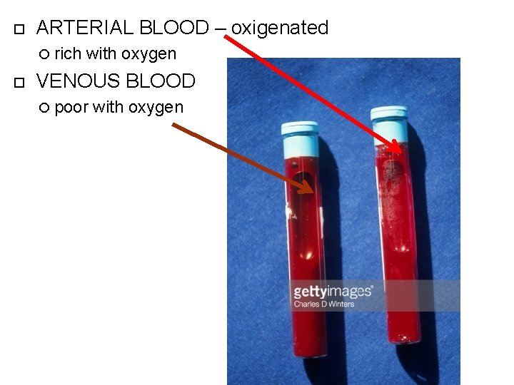  ARTERIAL BLOOD – oxigenated rich with oxygen VENOUS BLOOD poor with oxygen 