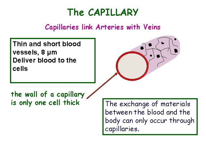 The CAPILLARY Capillaries link Arteries with Veins Thin and short blood vessels, 8 μm