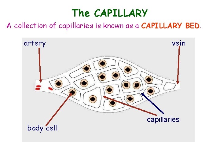 The CAPILLARY A collection of capillaries is known as a CAPILLARY BED artery body