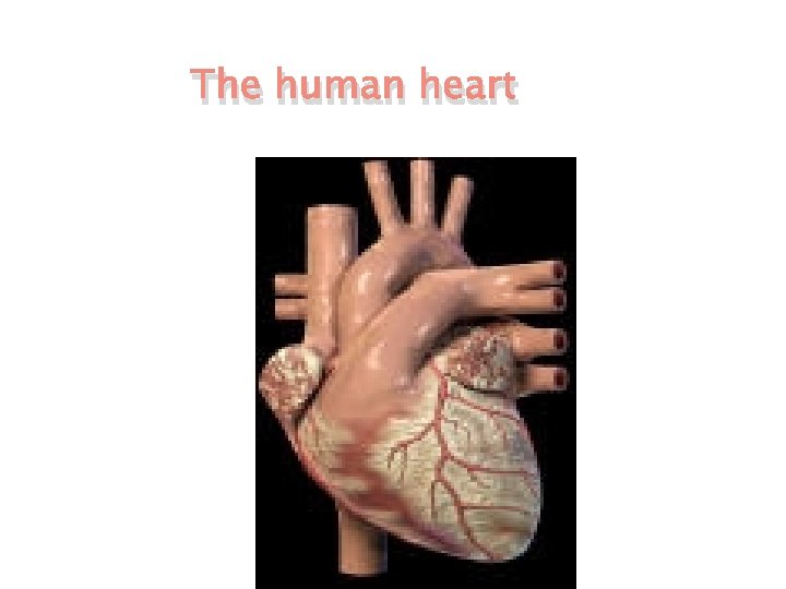 The human heart 