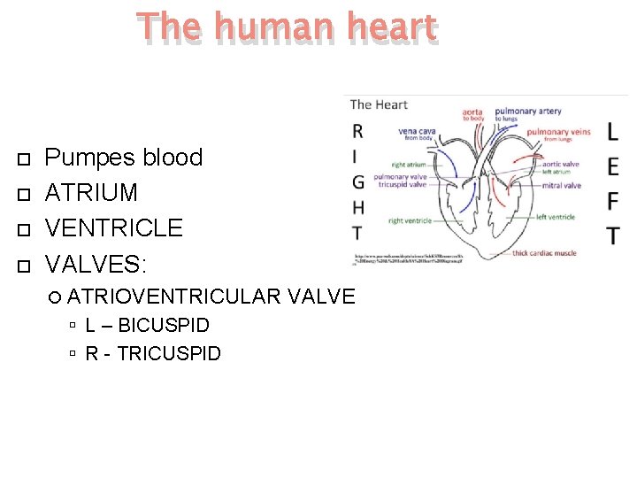 The human heart Pumpes blood ATRIUM VENTRICLE VALVES: ATRIOVENTRICULAR L – BICUSPID R -