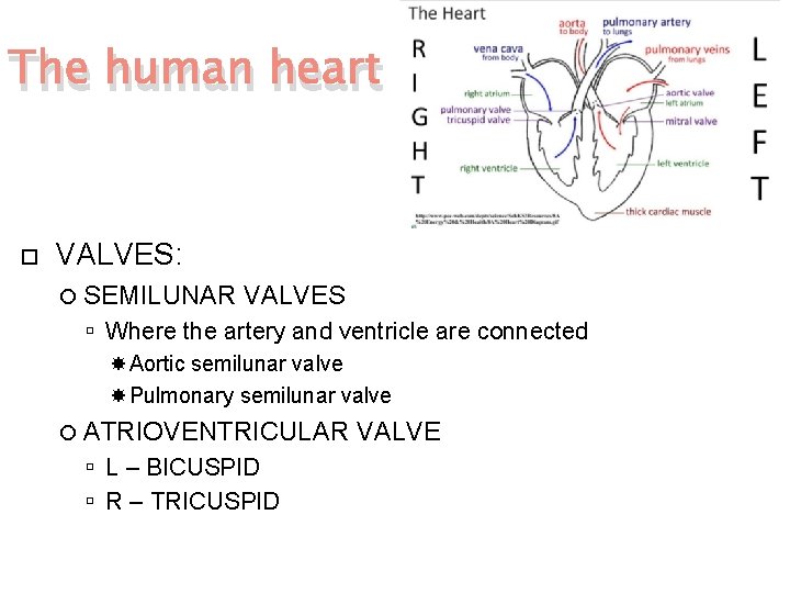 The human heart VALVES: SEMILUNAR VALVES Where the artery and ventricle are connected Aortic