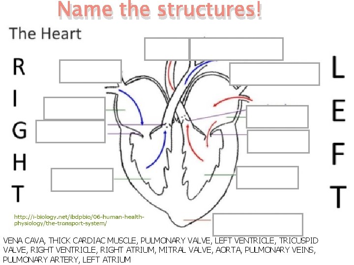 Name the structures! vv VENA CAVA, THICK CARDIAC MUSCLE, PULMONARY VALVE, LEFT VENTRICLE, TRICUSPID