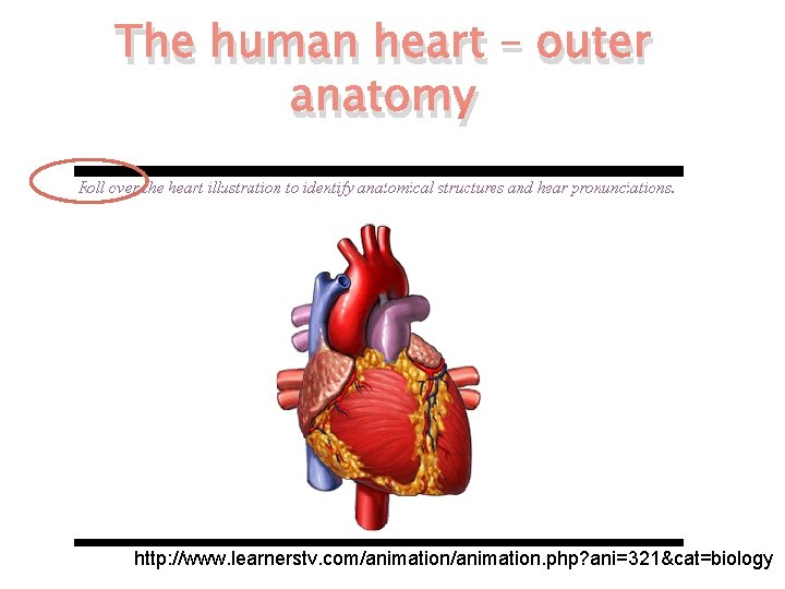 The human heart – outer anatomy http: //www. learnerstv. com/animation. php? ani=321&cat=biology 