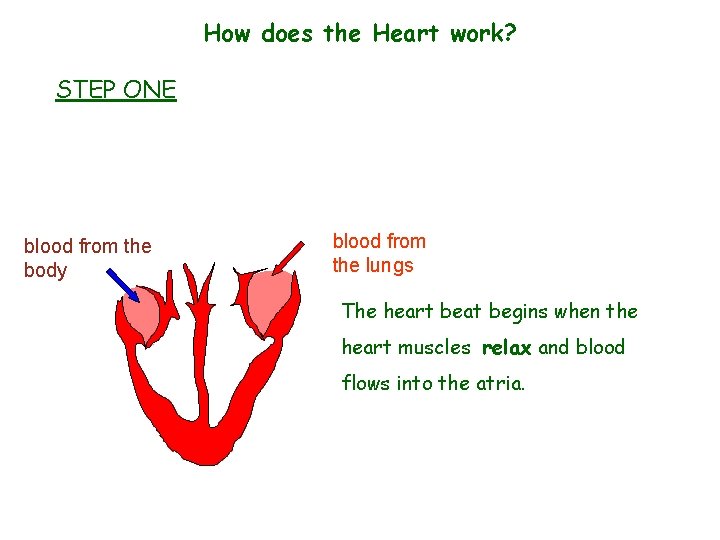 How does the Heart work? STEP ONE blood from the body blood from the