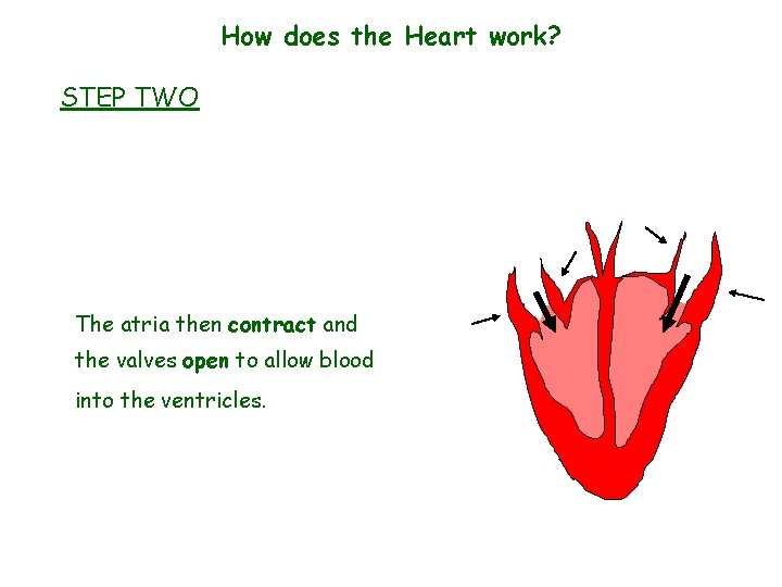 How does the Heart work? STEP TWO The atria then contract and the valves