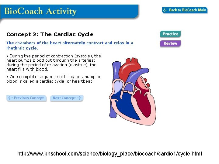 http: //www. phschool. com/science/biology_place/biocoach/cardio 1/cycle. html 