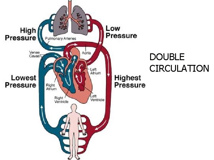 DOUBLE CIRCULATION 