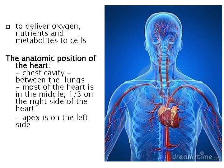  to deliver oxygen, nutrients and metabolites to cells The anatomic position of the