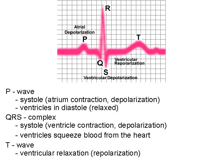 P - wave - systole (atrium contraction, depolarization) - ventricles in diastole (relaxed) QRS