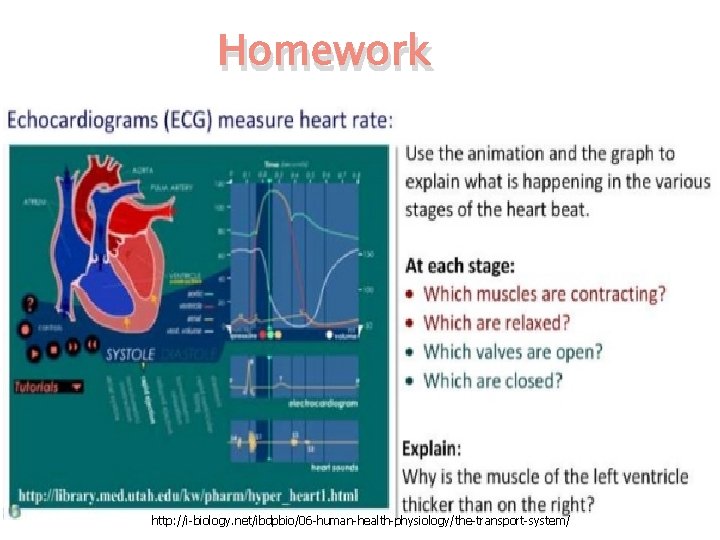 Homework http: //i-biology. net/ibdpbio/06 -human-health-physiology/the-transport-system/ 