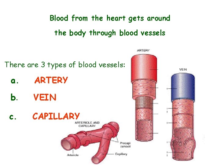 Blood from the heart gets around the body through blood vessels There are 3