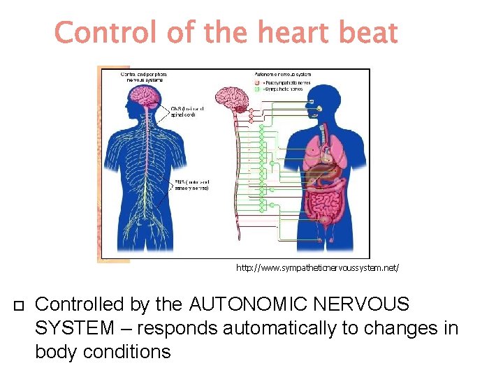 http: //www. sympatheticnervoussystem. net/ Controlled by the AUTONOMIC NERVOUS SYSTEM – responds automatically to