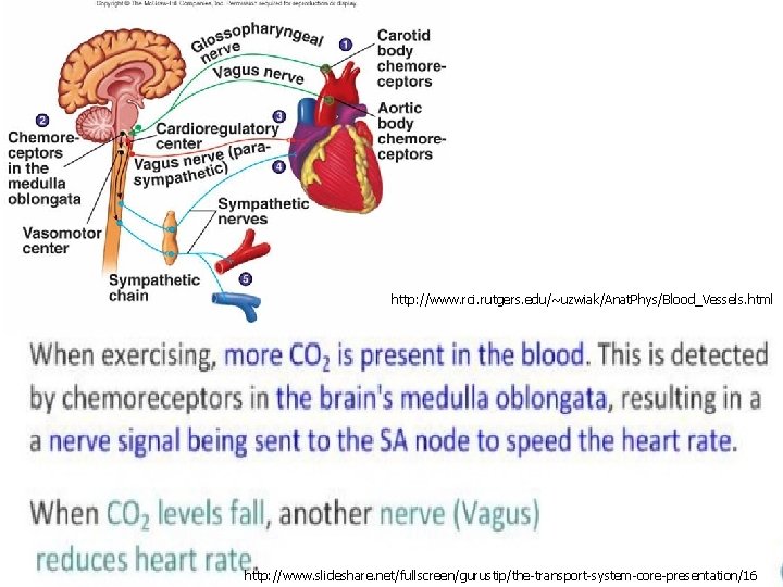 http: //www. rci. rutgers. edu/~uzwiak/Anat. Phys/Blood_Vessels. html http: //www. slideshare. net/fullscreen/gurustip/the-transport-system-core-presentation/16 