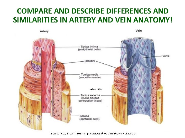 COMPARE AND DESCRIBE DIFFERENCES AND SIMILARITIES IN ARTERY AND VEIN ANATOMY! adventitia 