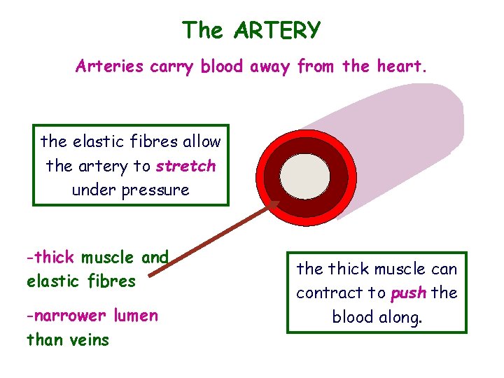 The ARTERY Arteries carry blood away from the heart. the elastic fibres allow the