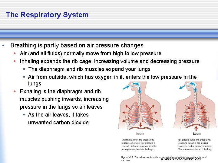 The Respiratory System • Breathing is partly based on air pressure changes w Air