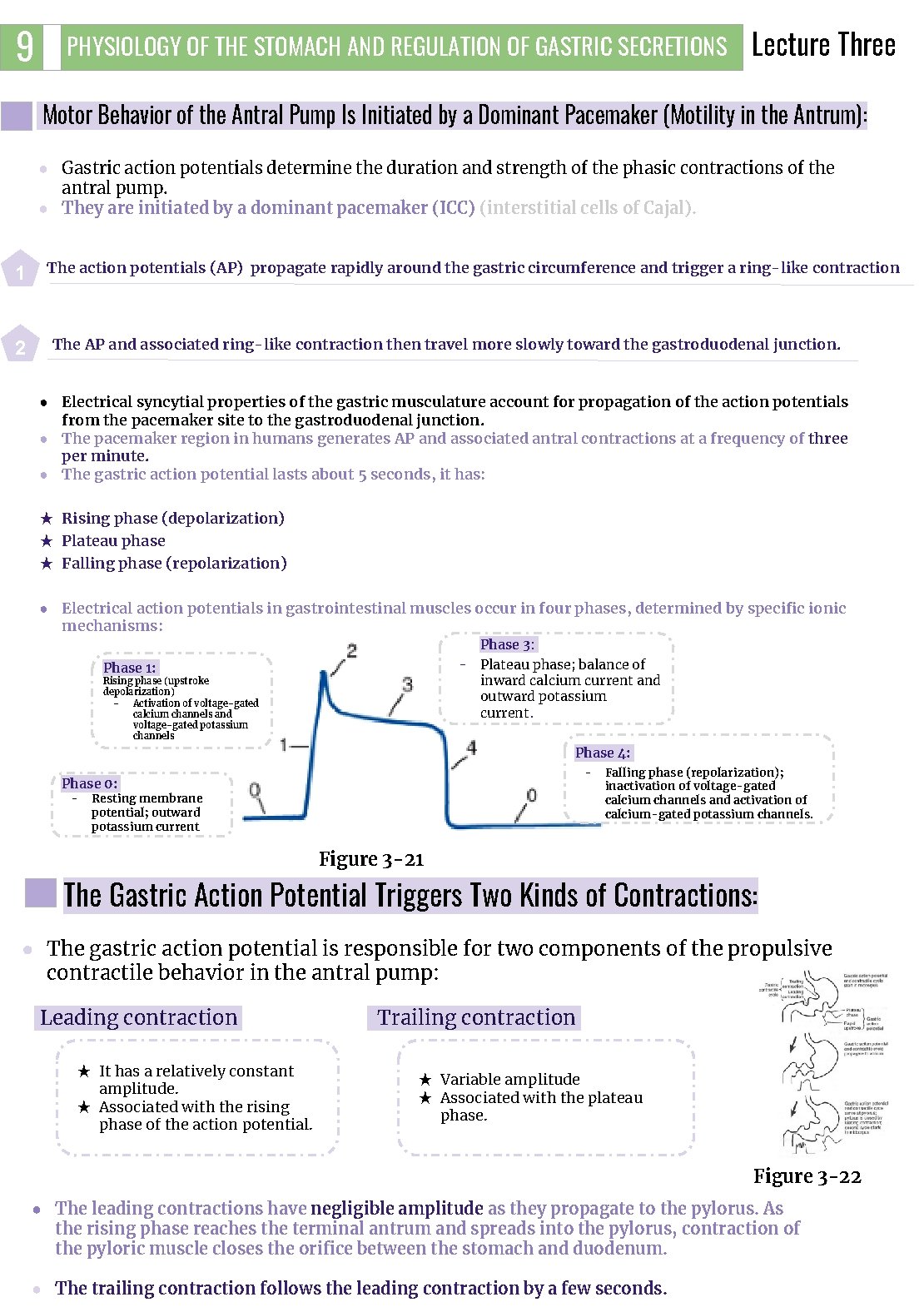 9 PHYSIOLOGY OF THE STOMACH AND REGULATION OF GASTRIC SECRETIONS Lecture Three Motor Behavior