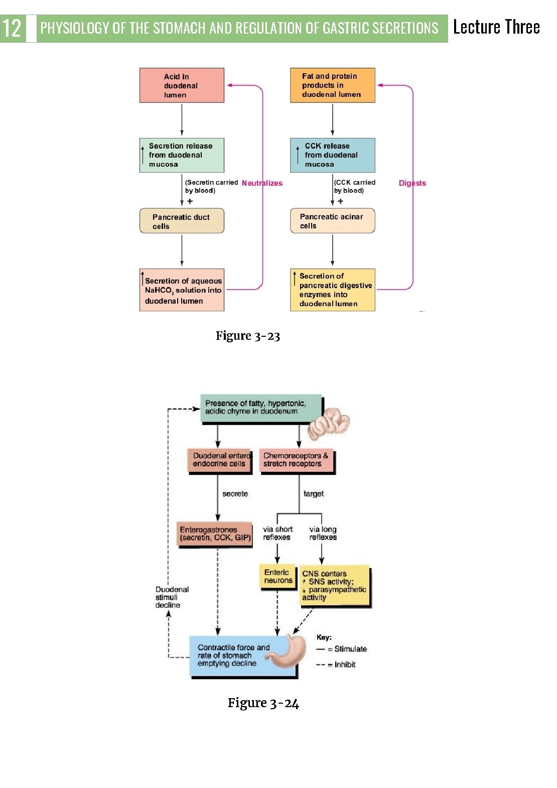 12 PHYSIOLOGY OF THE STOMACH AND REGULATION OF GASTRIC SECRETIONS Figure 3 -23 3