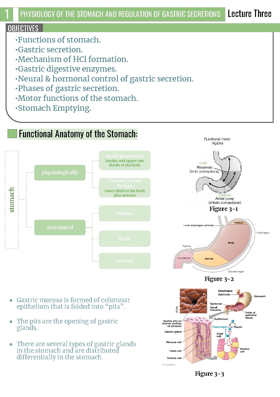 1 PHYSIOLOGY OF THE STOMACH AND REGULATION OF GASTRIC SECRETIONS Lecture Three OBJECTIVES •