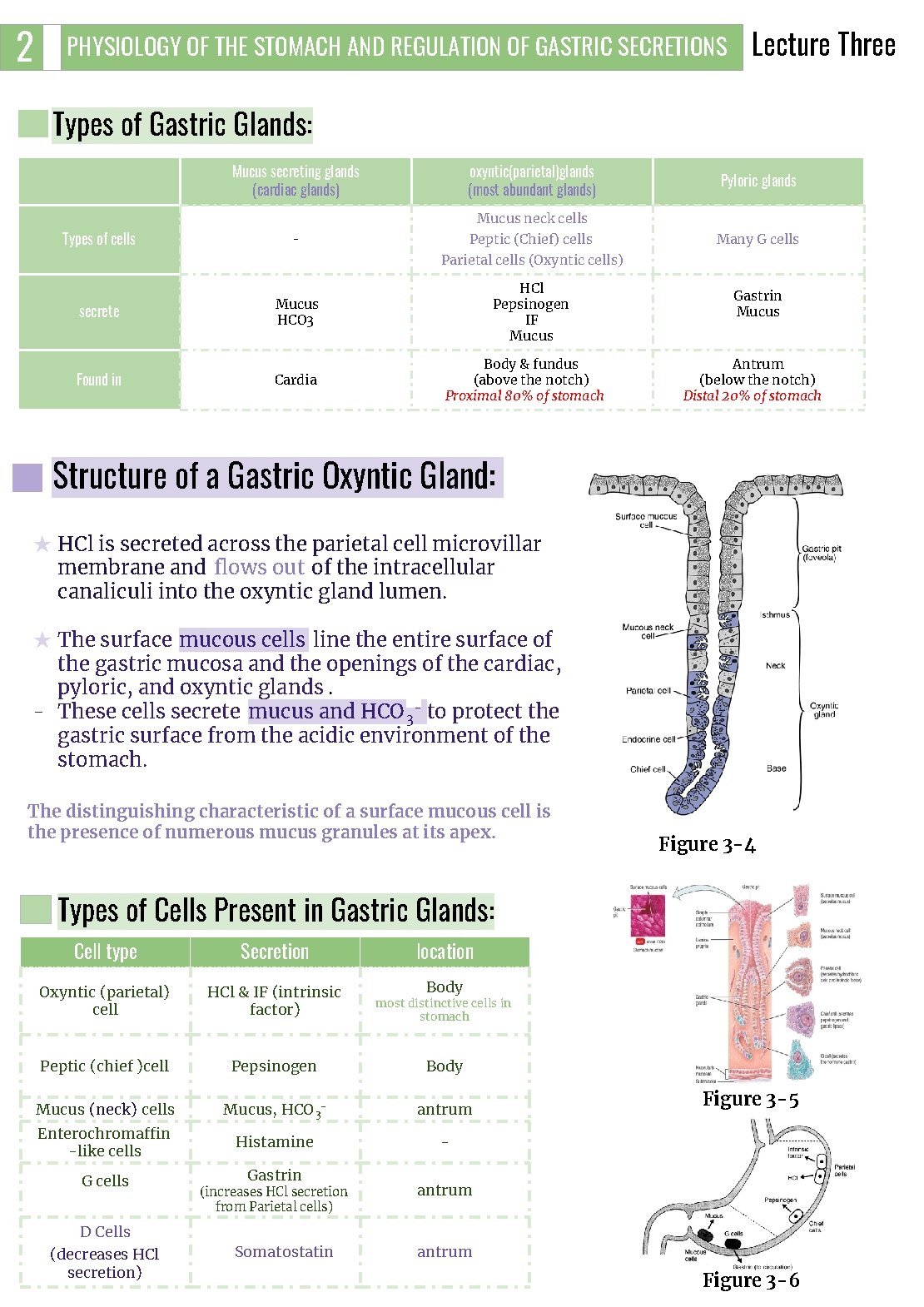 2 PHYSIOLOGY OF THE STOMACH AND REGULATION OF GASTRIC SECRETIONS Lecture Three Types of