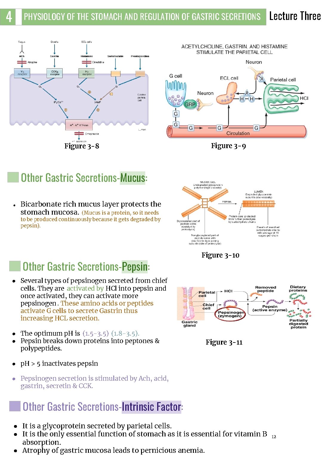 4 PHYSIOLOGY OF THE STOMACH AND REGULATION OF GASTRIC SECRETIONS Figure 3 -8 Lecture