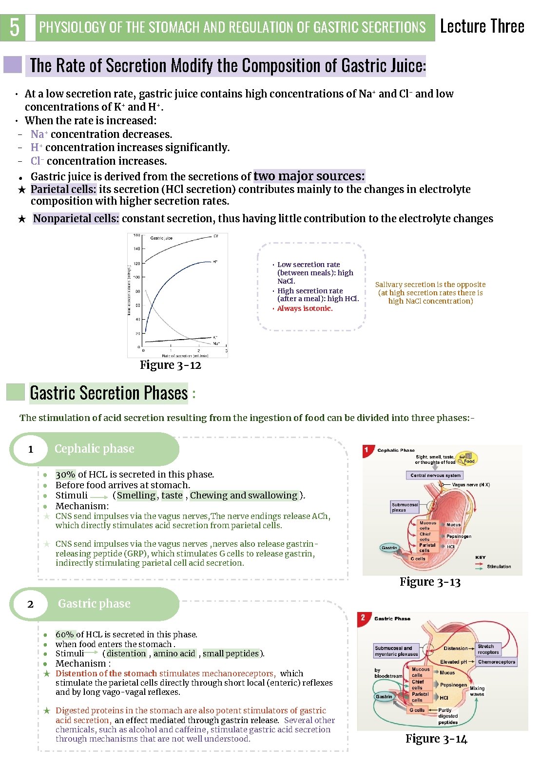 5 PHYSIOLOGY OF THE STOMACH AND REGULATION OF GASTRIC SECRETIONS Lecture Three The Rate