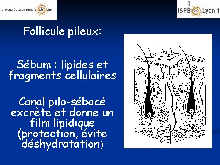 Follicule pileux: Sébum : lipides et fragments cellulaires Canal pilo-sébacé excrète et donne un