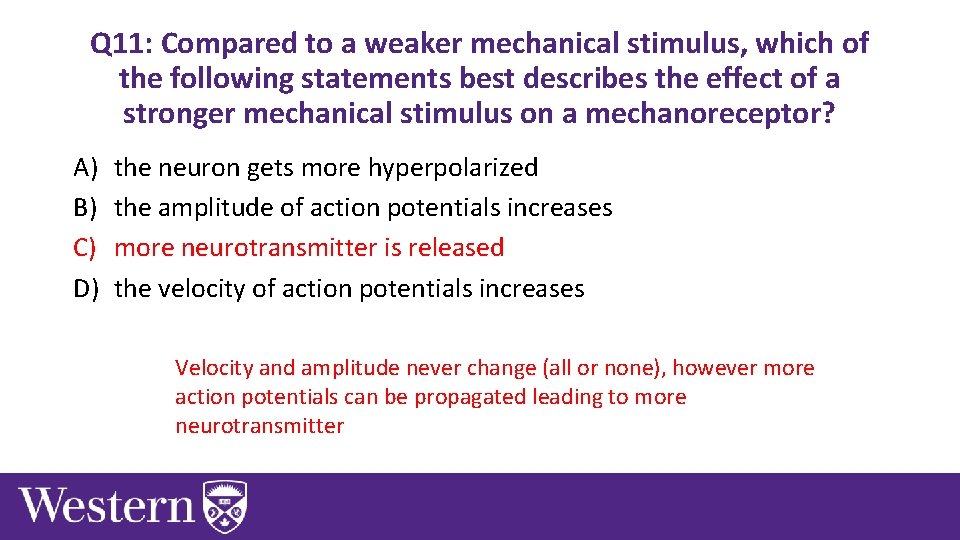 Q 11: Compared to a weaker mechanical stimulus, which of the following statements best Q 11: Compared to a weaker mechanical stimulus, which of the following statements best