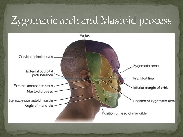 Zygomatic arch and Mastoid process 