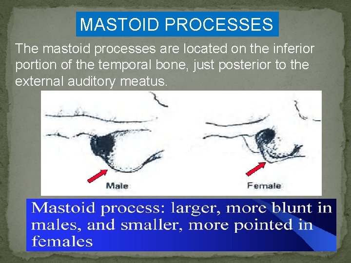 MASTOID PROCESSES The mastoid processes are located on the inferior portion of the temporal
