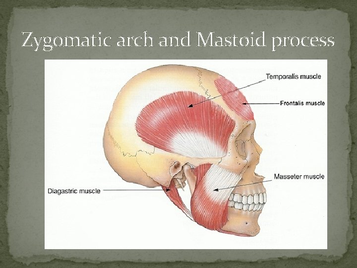 Zygomatic arch and Mastoid process 