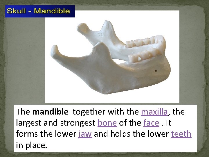 The mandible together with the maxilla, the largest and strongest bone of the face.