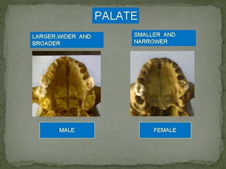 PALATE LARGER, WIDER AND BROADER MALE SMALLER AND NARROWER FEMALE 