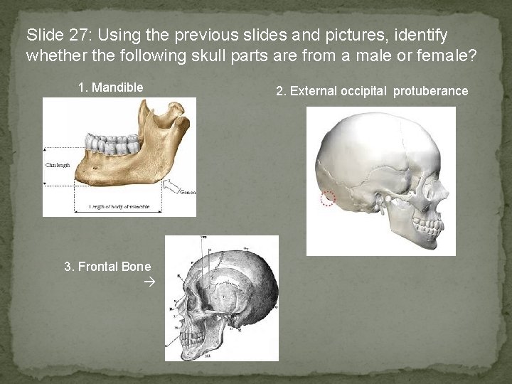 Slide 27: Using the previous slides and pictures, identify whether the following skull parts
